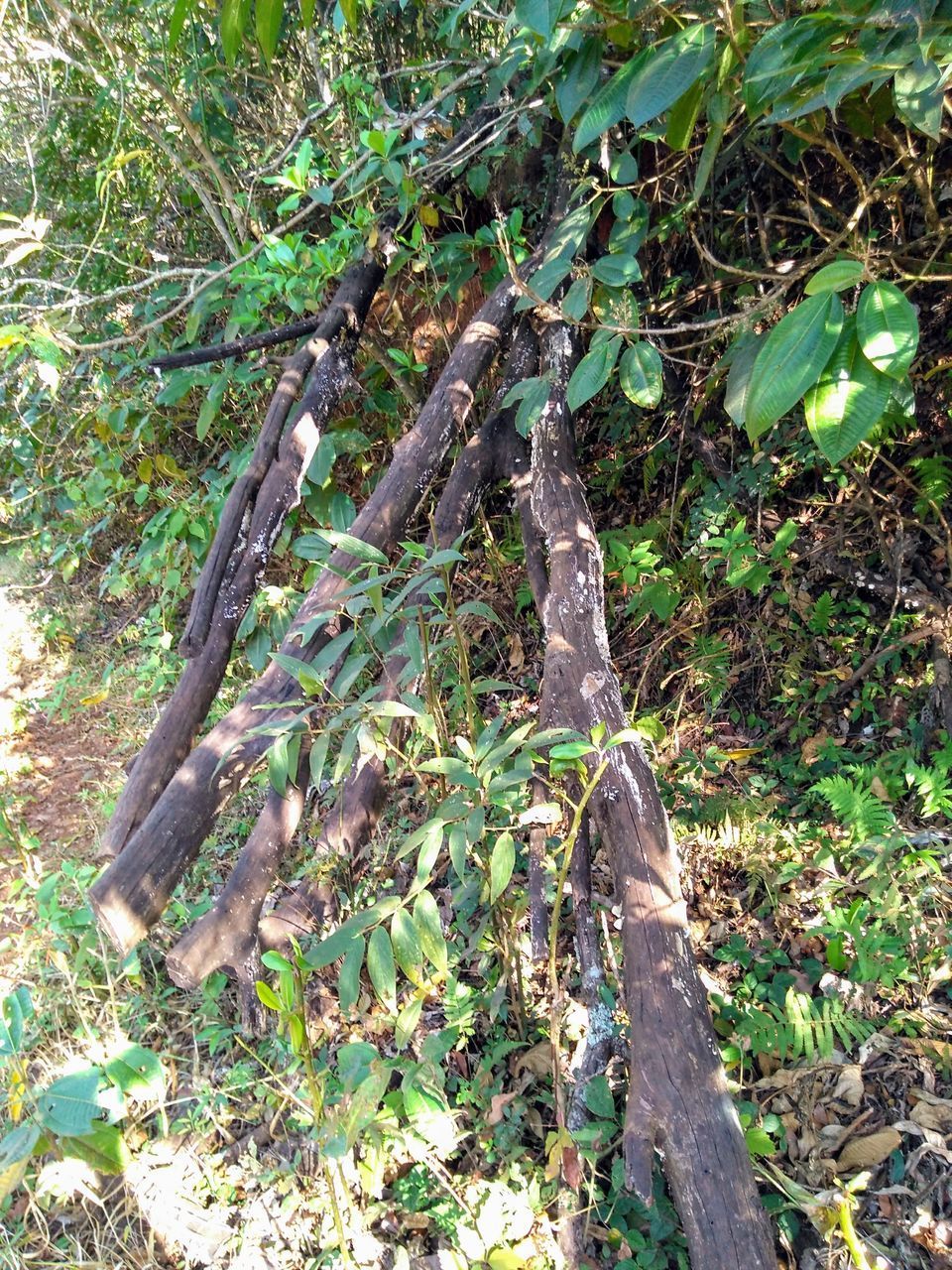 TREES GROWING ON FIELD