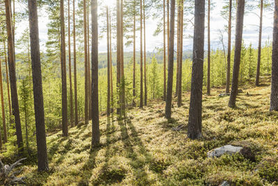 Trees in forest