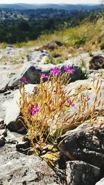 Close-up of purple flowers blooming in field