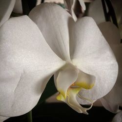 Close-up of flower blooming outdoors