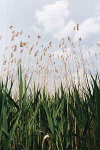 Close-up of stalks in field against sky