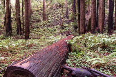 Trees in forest