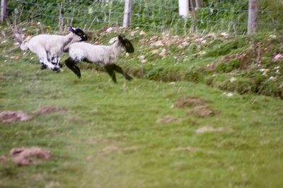 Side view of dogs running on field