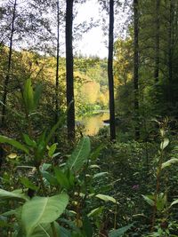 Plants and trees in forest