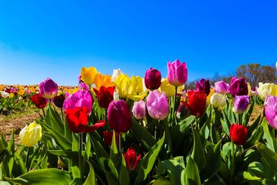 Close-up of multi colored tulips in bloom