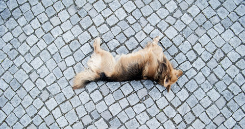 High angle view of dog relaxing outdoors