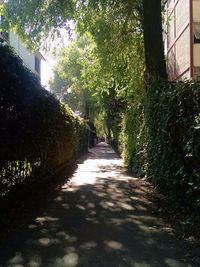 Narrow pathway along trees