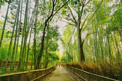 Road amidst trees in forest