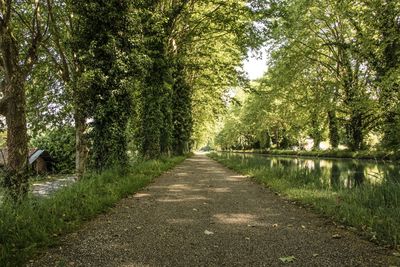 Road amidst trees and plants