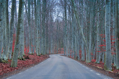 Road passing through forest