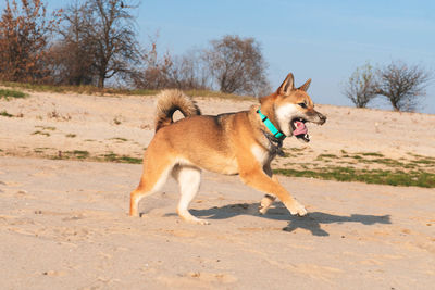 Side view of dog running on field