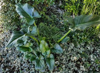 Full frame shot of plants growing on grassy field