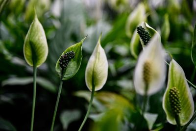 Close-up of flower buds growing outdoors