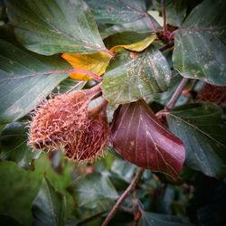 Close-up of fruit growing on tree