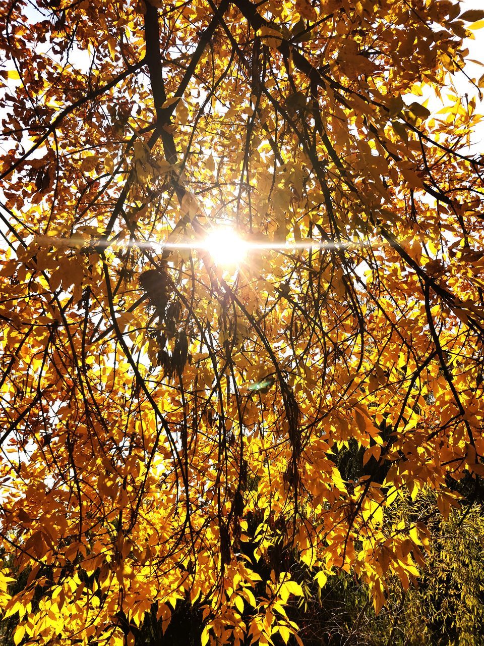 sunlight, sun, nature, tree, sunbeam, lens flare, growth, beauty in nature, outdoors, low angle view, tranquility, branch, bright, no people, autumn, leaf, day, scenics, tranquil scene, change, forest, sky