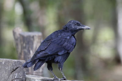 Close-up of bird perching on wood