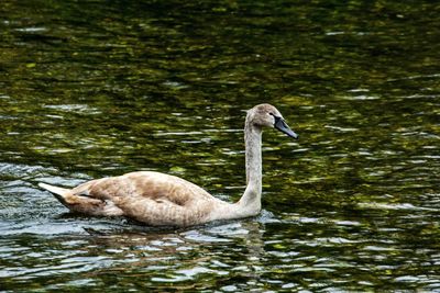 Swan floating on lake