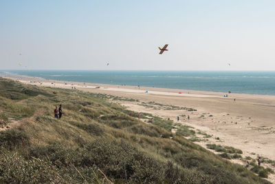 Birds flying over beach