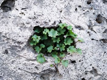 Close-up of ivy growing on wall