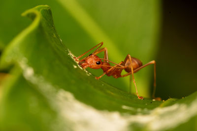 Close-up of insect on leaf