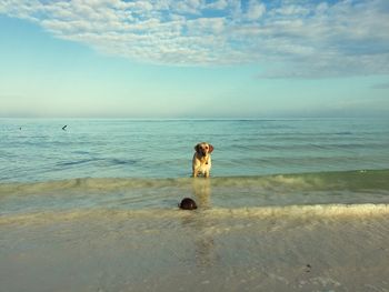 Full length of man on beach against sky