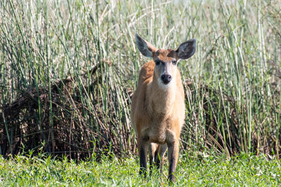 Portrait of goat standing on grass