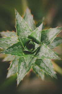 Close-up of leaf on plant