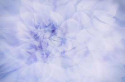Full frame shot of white flowering plant