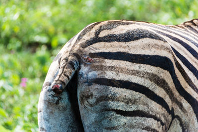 Close-up of zebra