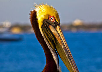 Close-up of pelican against sea