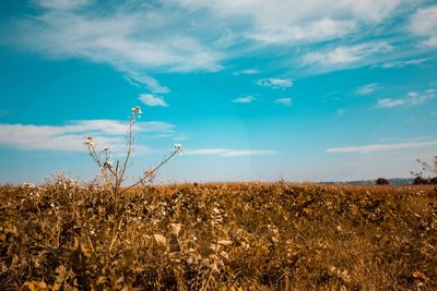 Crops growing on field against sky