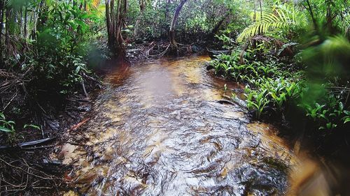 Plants growing by river in forest