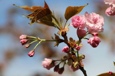 Close-up of pink flowers blooming on tree against sky