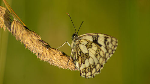 Marbled white english butterfly black spotted wings perched on wild flowers spring view