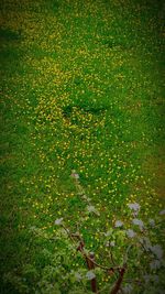 Full frame shot of fresh green grass