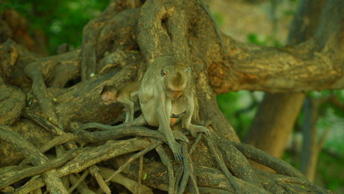 Close-up of a tree