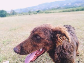 Close-up of dog on field