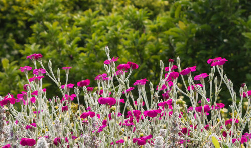 Pink flowers blooming outdoors