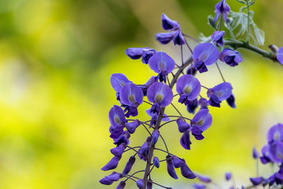 Close-up of purple flowering plant