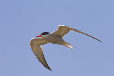 Low angle view of seagull flying