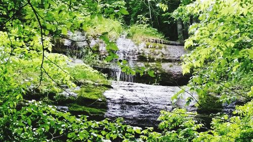 Scenic view of forest