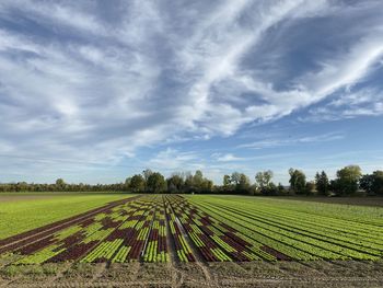 Scenic view of agricultural field against sky