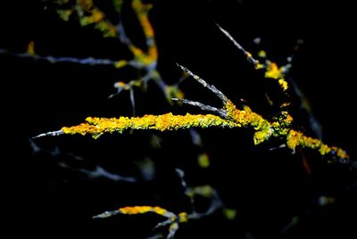 Close-up of yellow leaf on water at night