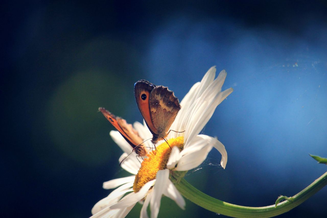 flower, flowering plant, animal, animal wildlife, animal themes, one animal, fragility, animals in the wild, vulnerability, plant, beauty in nature, invertebrate, insect, petal, close-up, nature, flower head, inflorescence, growth, freshness, no people, pollen, animal wing, pollination, butterfly - insect, butterfly