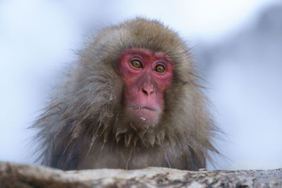 Close-up portrait of japanese macaque