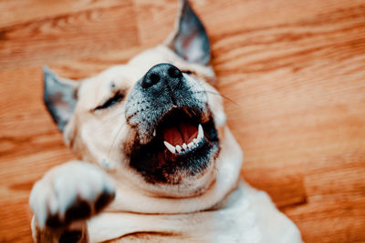 Close-up of dog