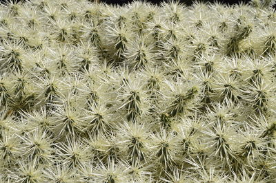 Full frame shot of spiked