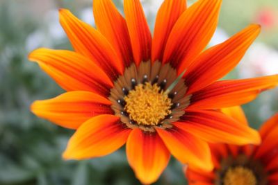 Close-up of yellow flower blooming outdoors