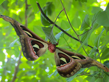 Close-up of grasshopper on branch