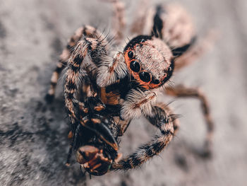 Close-up of spider